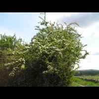 Aubepine, fleurs (Jarnioux - 69) (4)